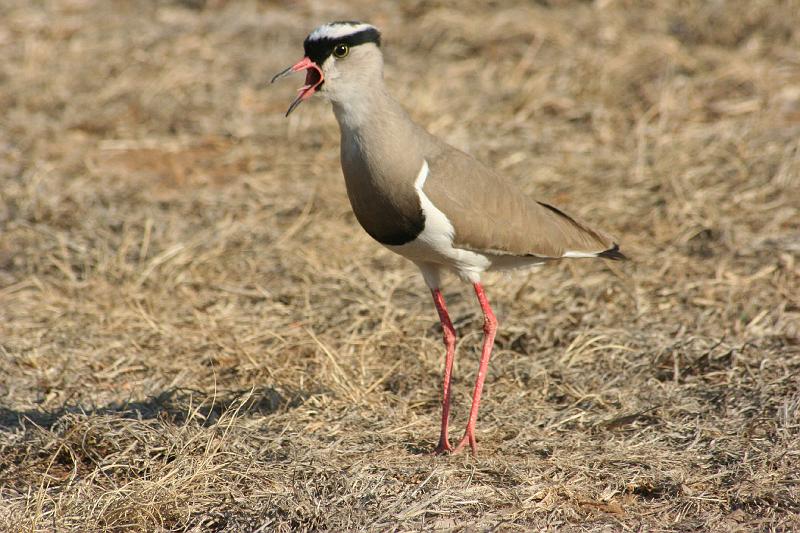 frieda 026.jpg - Kroonkiewiet... Crowned Plover. Skree....
